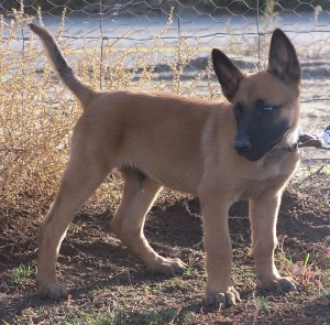 belgian_malinois_puppy-1-.jpg